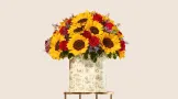 Girasoles